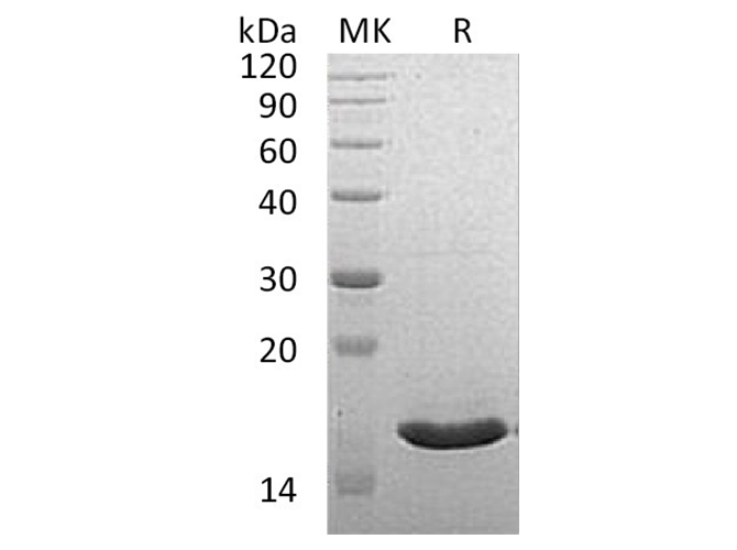 > 90 % as determined by reducing SDS-PAGE.