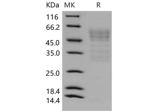 > 80 % as determined by reducing SDS-PAGE.
