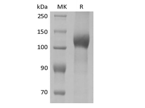 > 90 % as determined by reducing SDS-PAGE.