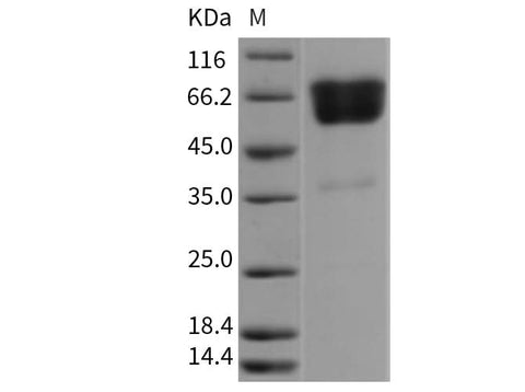 > 95 % as determined by reducing SDS-PAGE.
