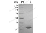 > 95 % as determined by reducing SDS-PAGE.
