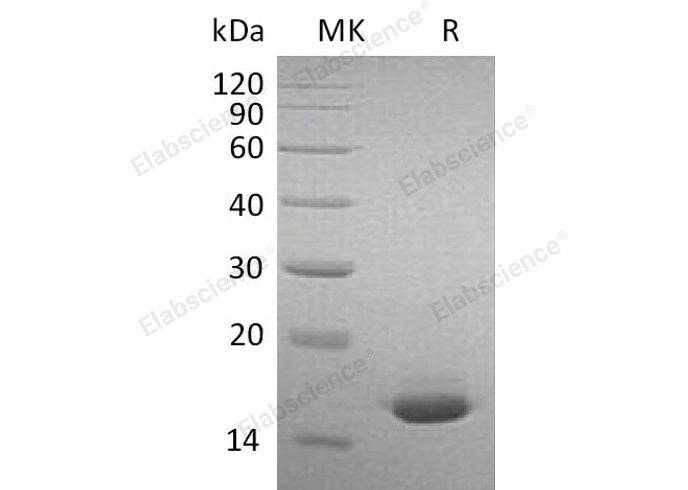> 95 % as determined by reducing SDS-PAGE.