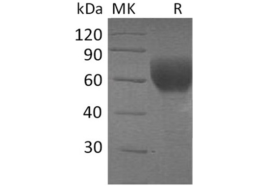 > 95 % as determined by reducing SDS-PAGE.