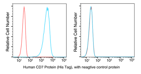 293 cells were transduced with anti-CD7-scFv and subjected to flow cytometric analysis using recombinant human CD7 (left, Cat. No. PKSH031298, red) and a negative control protein (blue). The cells were then stained with a PE-conjugated anti-HIS antibody. Non-transduced 293 cells were used as a control (right).