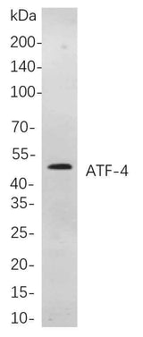 Anti-Human/Mouse/Rat ATF-4 Antibody [B792]