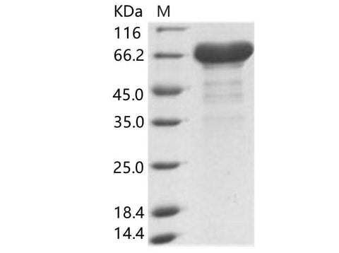 > 90 % as determined by reducing SDS-PAGE.