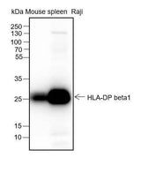 Anti-Human/Mouse HLA-DPB1 Antibody [A250]