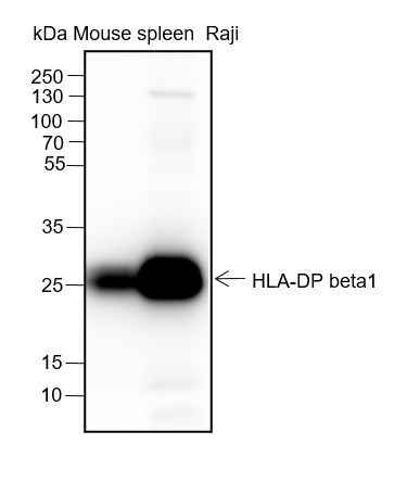 Anti-Human/Mouse HLA-DPB1 Antibody [A250]