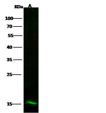 Anti-Human PFN2 Antibody [B195] - ABMIUM