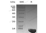 > 98 % as determined by reducing SDS-PAGE.