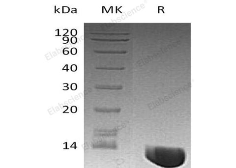 > 98 % as determined by reducing SDS-PAGE.