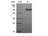 > 90 % as determined by reducing SDS-PAGE.