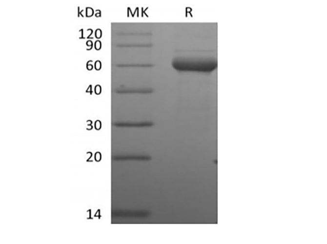 > 90 % as determined by reducing SDS-PAGE.