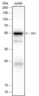 Anti-Human/Rat/Mouse ERG Antibody [A423]