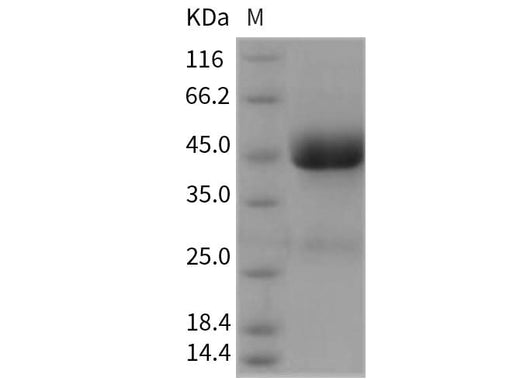 > 85 % as determined by reducing SDS-PAGE.