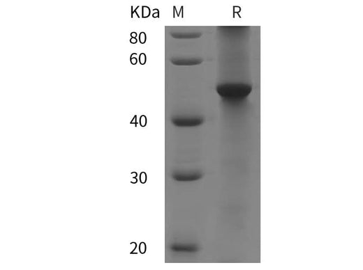 SDS-PAGE analysis of Human RUNX3 proteins, 2 μg/lane of Recombinant Human RUNX3 proteins was resolved with SDS-PAGE under reducing conditions, showing bands at 50 kDa.