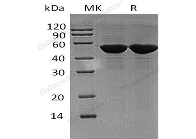 > 95 % as determined by reducing SDS-PAGE.
