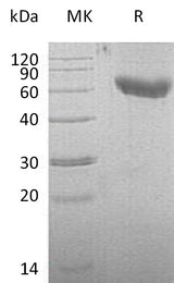 Recombinant Mouse CD28/TP44 Protein (Fc & His Tag) - ABMIUM