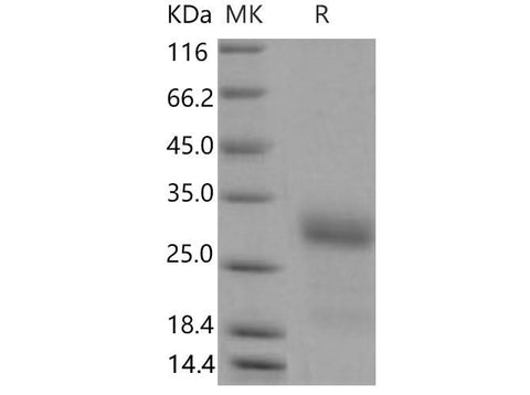 > 92 % as determined by reducing SDS-PAGE.