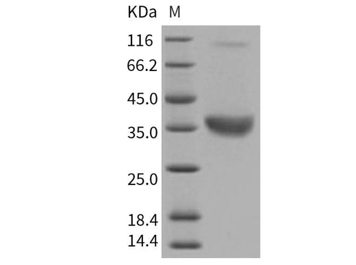 > 95 % as determined by reducing SDS-PAGE.