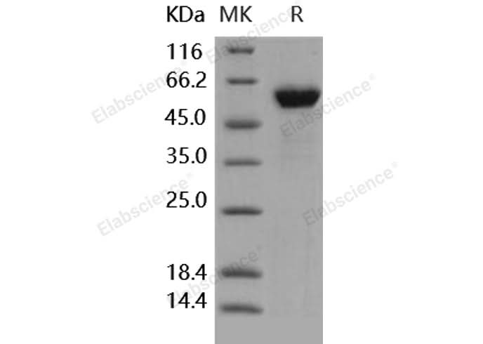 > 97 % as determined by reducing SDS-PAGE.