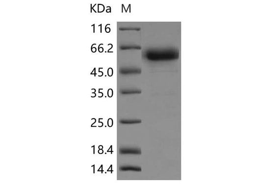 > 90 % as determined by reducing SDS-PAGE.