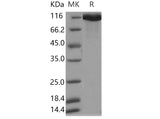 > 95 % as determined by reducing SDS-PAGE.