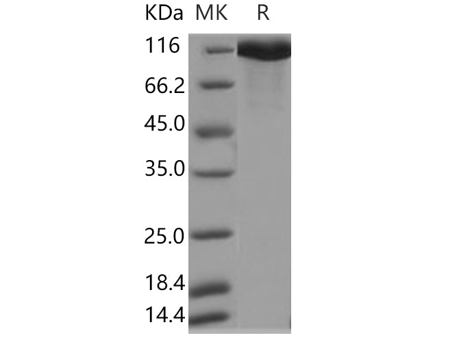 > 95 % as determined by reducing SDS-PAGE.