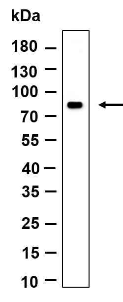 Anti-Human/Mouse/Rat MS4A14 Antibody [B962]