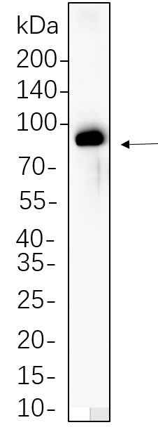 Anti-Human/Mouse/Rat Raf-B Antibody [B647] - ABMIUM