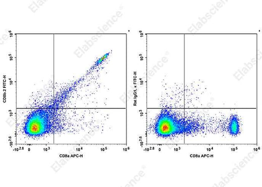 Anti-Mouse CD8b.2 Antibody [53-5.8] - ABMIUM