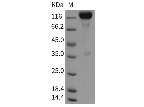 > 92 % as determined by reducing SDS-PAGE.