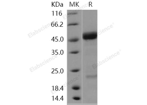 > 95 % as determined by reducing SDS-PAGE.
