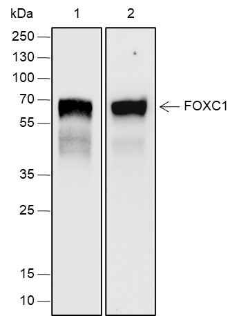 Anti-Human FOXC1 Antibody [A663] - ABMIUM