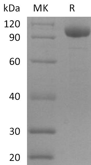 Recombinant Human Leukocyte Ig-Like Receptor B2/LILRB2/ILT4/CD85d (C-Fc) - ABMIUM