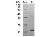 > 95 % as determined by reducing SDS-PAGE.