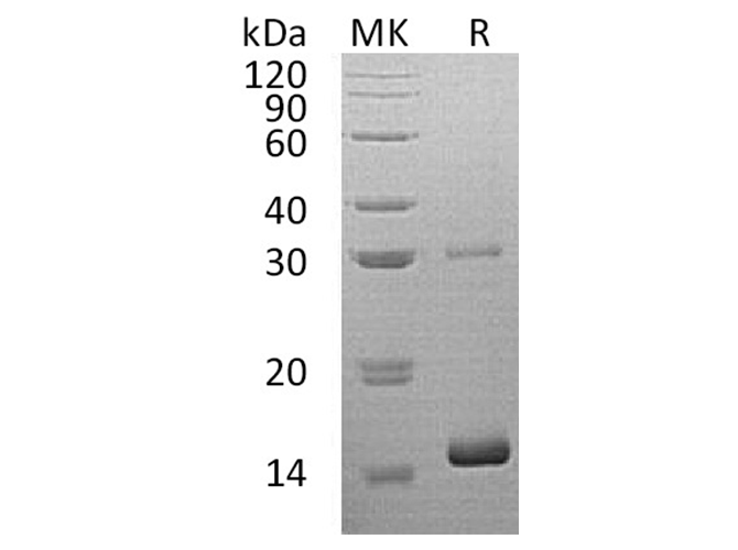> 95 % as determined by reducing SDS-PAGE.