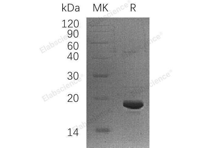 > 90 % as determined by reducing SDS-PAGE.