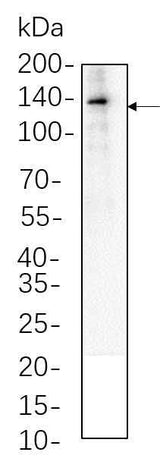 Anti-Mouse/Rat VE Cadherin Antibody [B777]