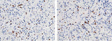 Anti-Human FCN1 Antibody [B129]