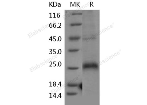> 85 % as determined by reducing SDS-PAGE.