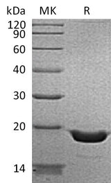 > 95 % as determined by reducing SDS-PAGE.