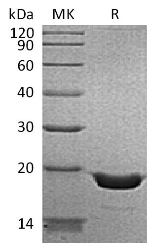 > 95 % as determined by reducing SDS-PAGE.