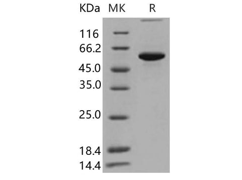 > 95 % as determined by reducing SDS-PAGE.