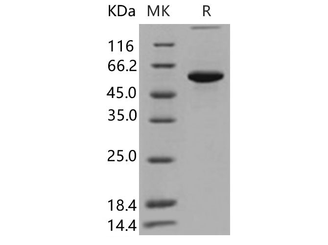 > 95 % as determined by reducing SDS-PAGE.