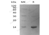 > 95 % as determined by reducing SDS-PAGE.