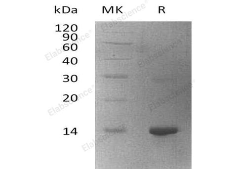 > 95 % as determined by reducing SDS-PAGE.