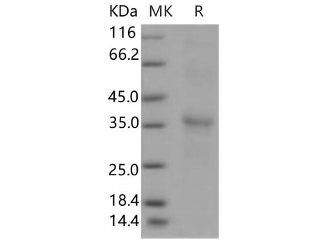 > 90 % as determined by reducing SDS-PAGE.