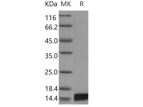 Recombinant Mouse Interleukin-17/IL-17 Protein - ABMIUM