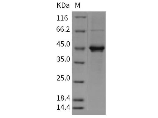 > 90 % as determined by reducing SDS-PAGE.